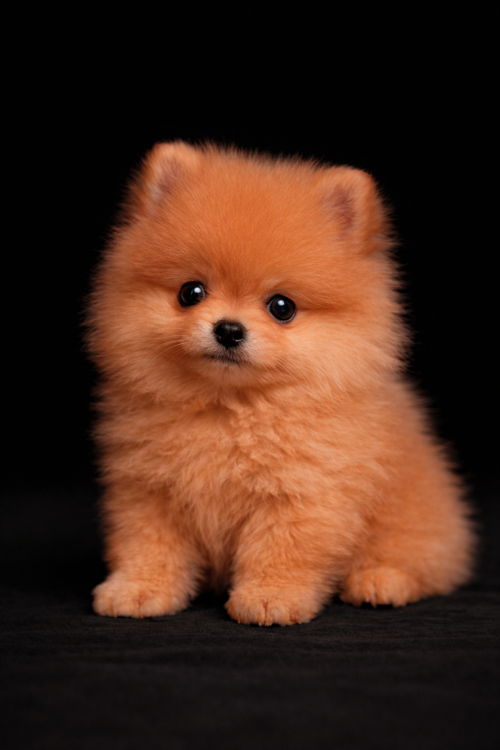 Cucciolo di pomeranian, pelliccia arancione, sfondo nero