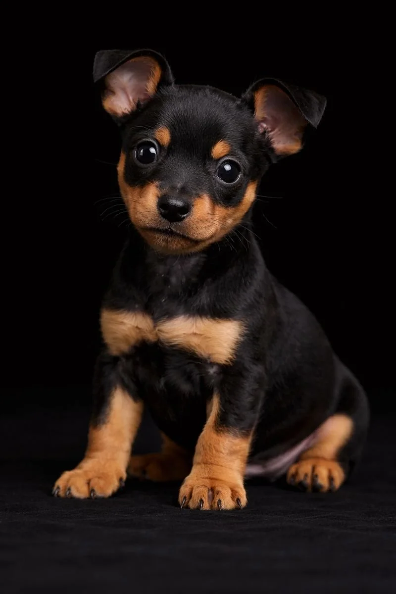 Cagnolino nero e marrone con grandi occhi seduto su uno sfondo nero.