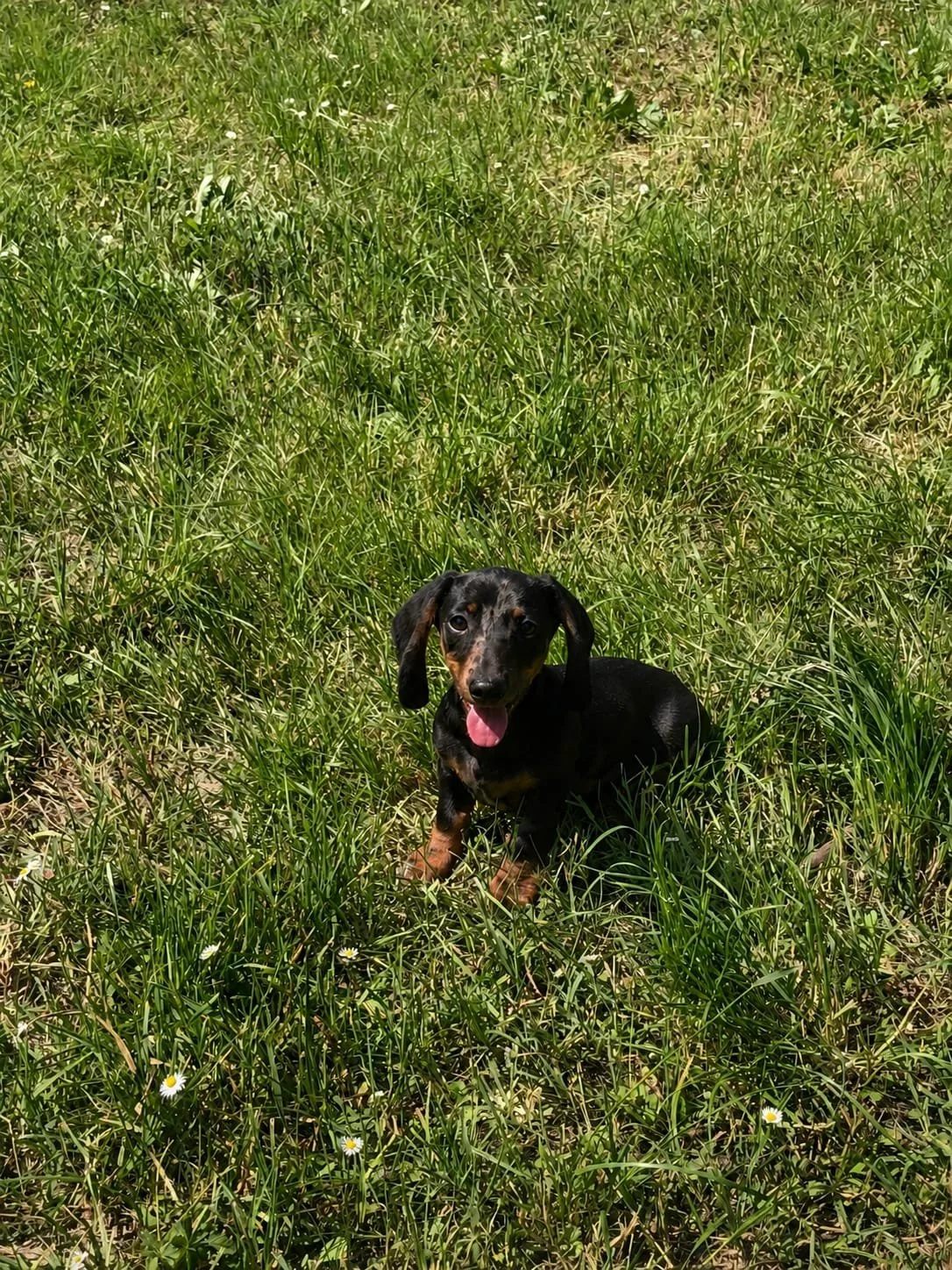 Cane di piccola taglia seduto in un prato verde con fiori bianchi, con lingua di fuori, sorriso, orecchie flosce, sotto il sole