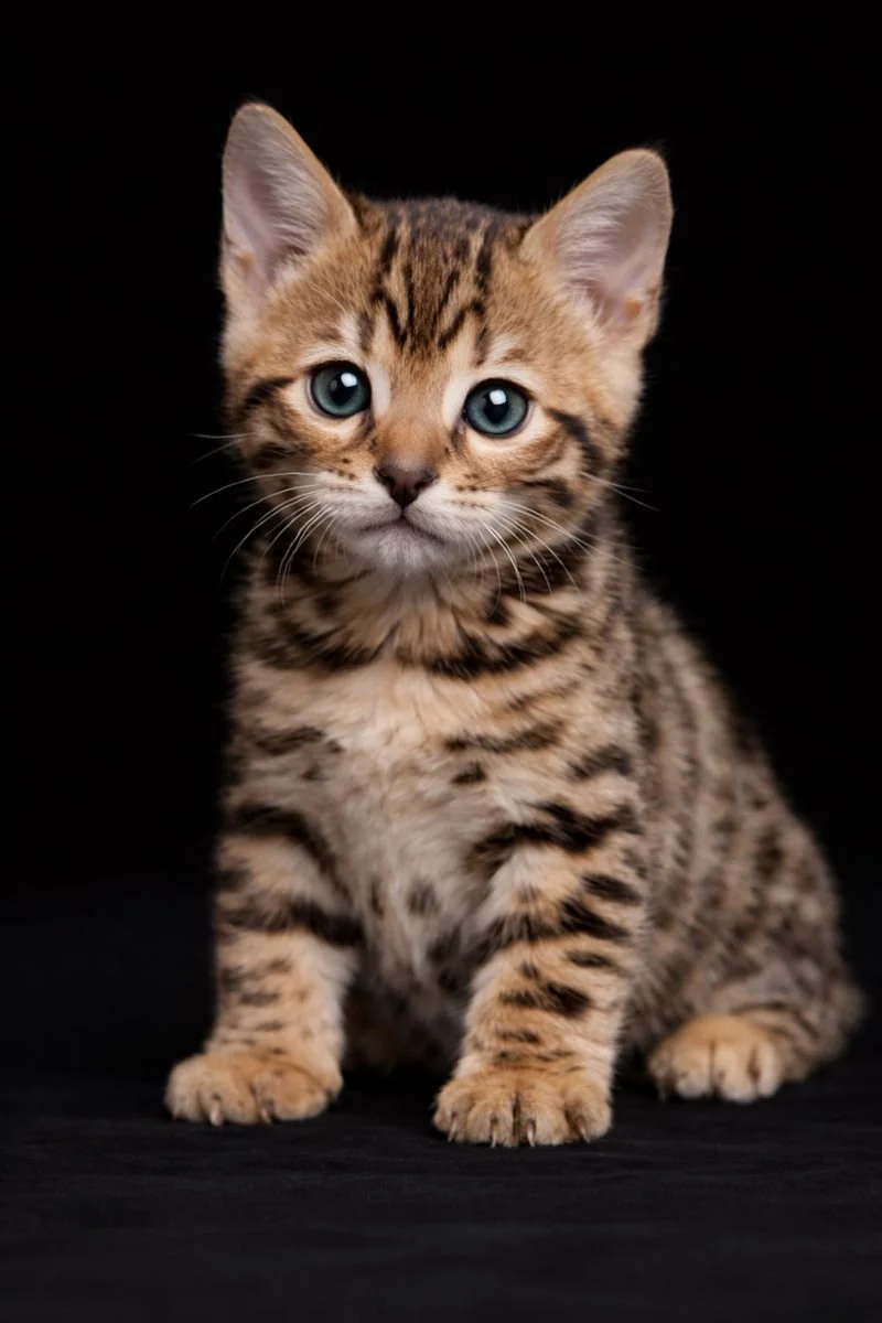 Gattino dal pelo tigrato seduto su uno sfondo nero.