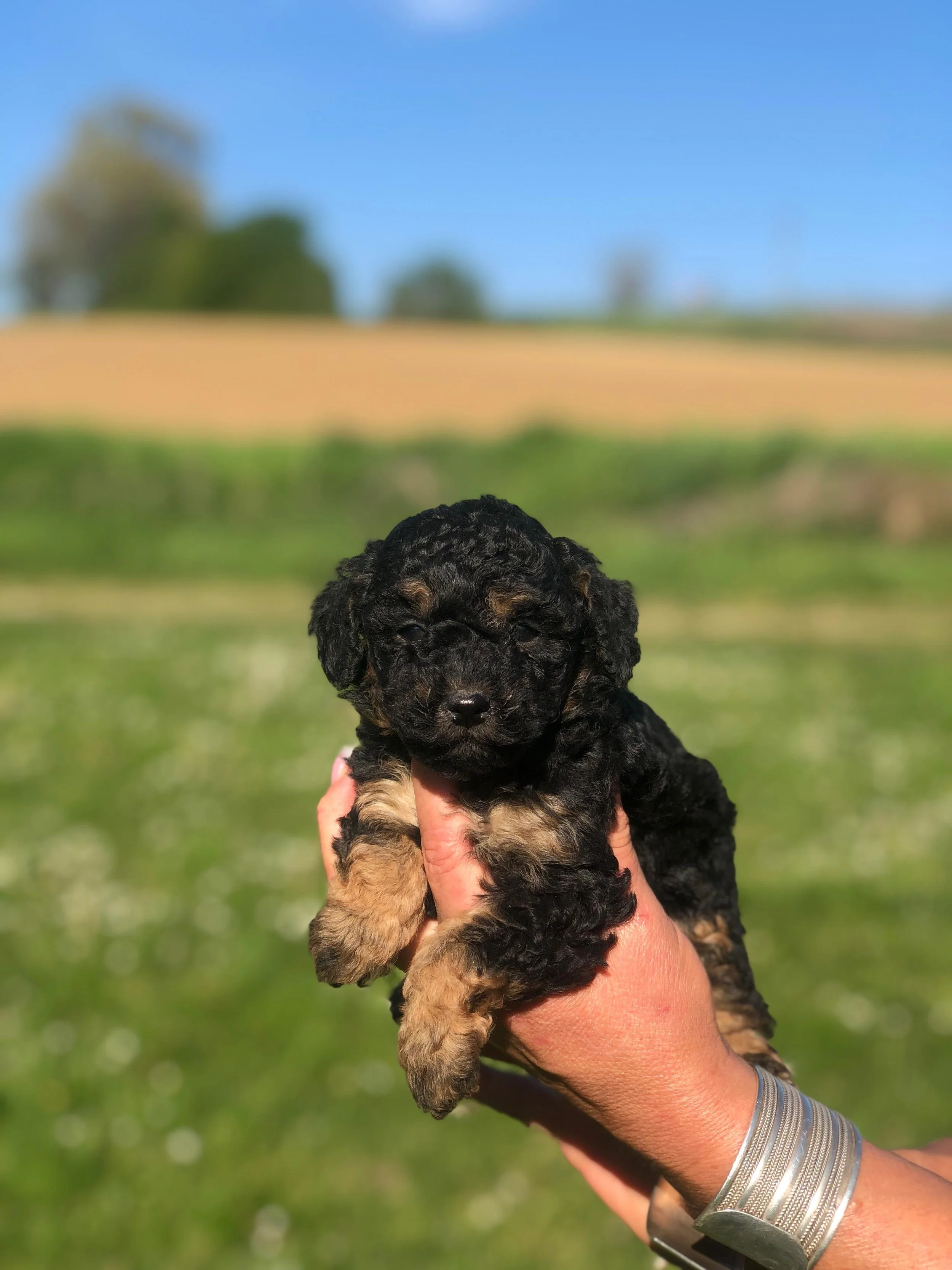 Cane di razza Barboncino cucciolo nero e marrone, tenuto da una mano con braccialetti metallici, con sfondo di campagna e cielo azzurro.