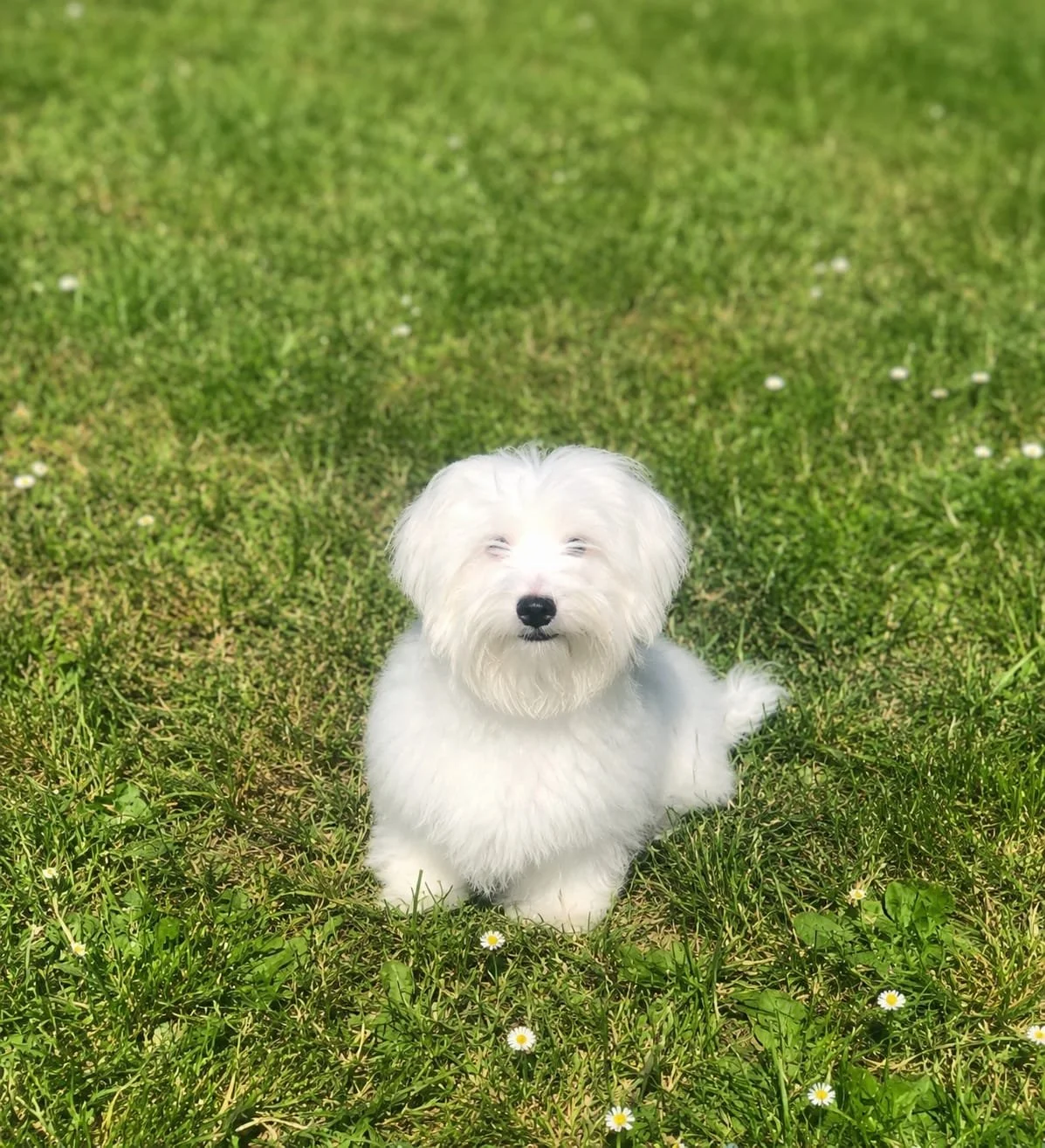 Cagnolino bianco seduto sull'erba con margherite.