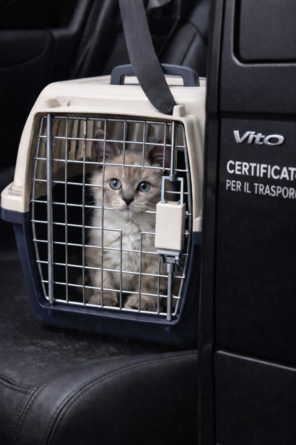 Gatto con occhi azzurri dentro una trasportina in auto.