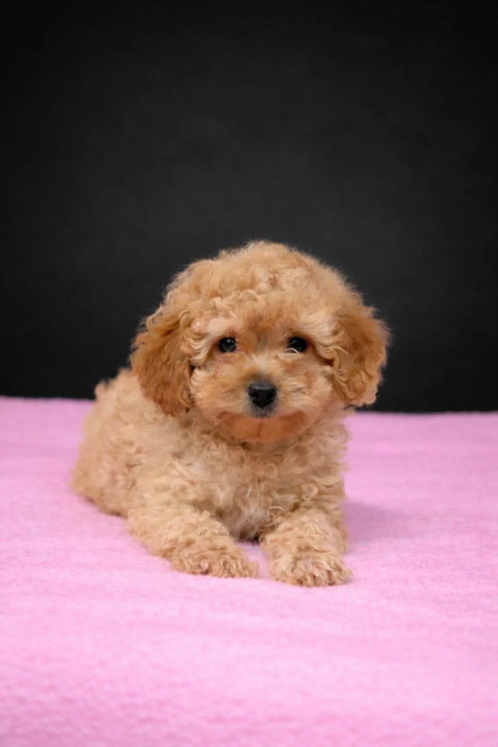 Cucciolo di cane con pelo riccio di colore beige, seduto su una superficie rosa con sfondo nero.