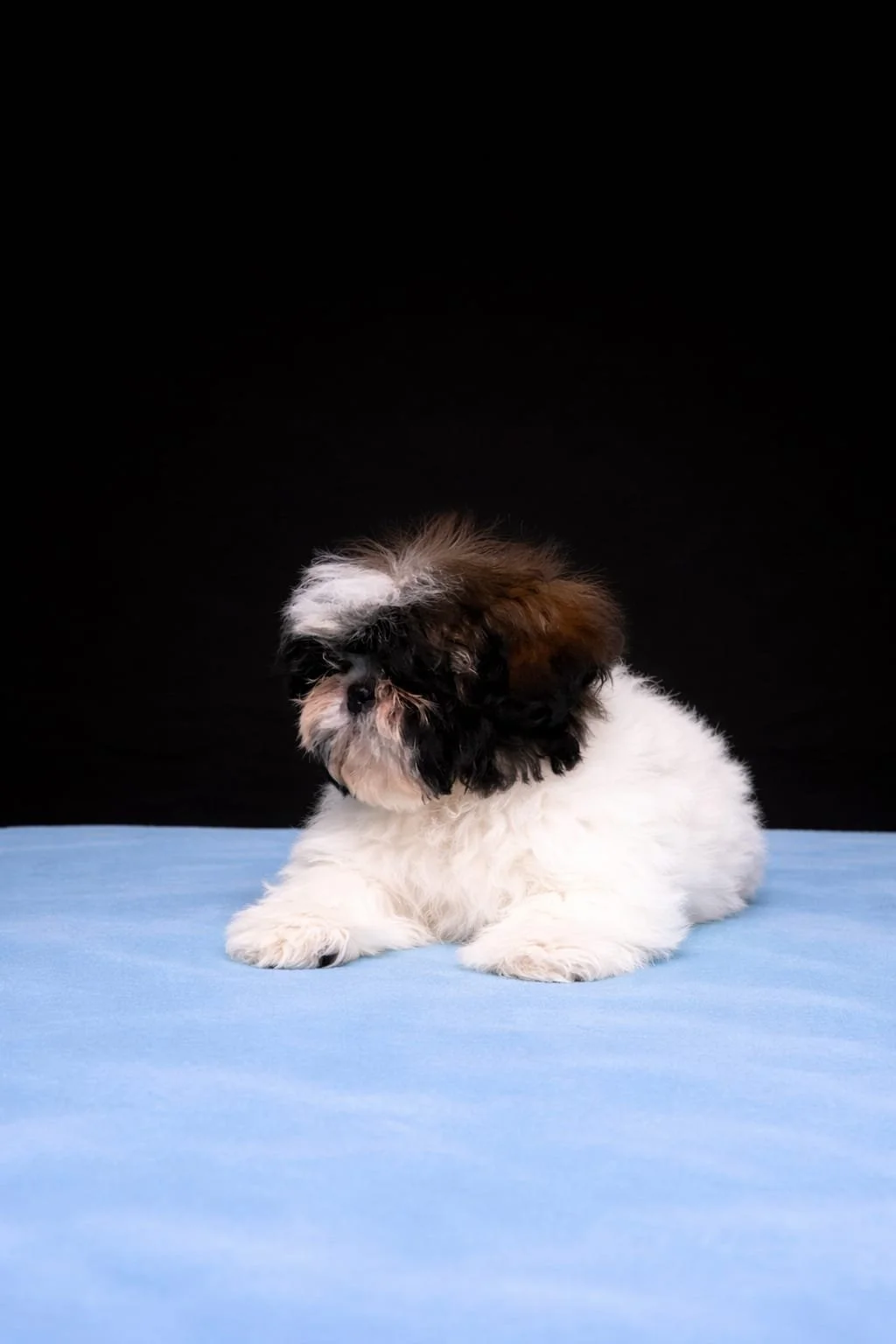 C let'strano di un cucciolo di cane, di razza shih tzu, con pelo bianco e marrone, su una superficie azzurra con sfondo nero.