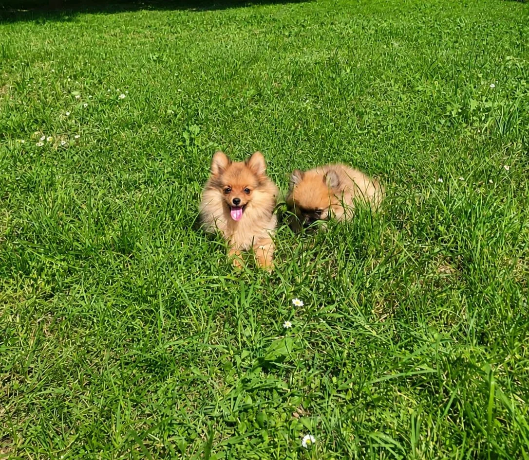 Un simpatico cucciolo di cane pomerania con pelo color crema chiaro e occhi grandi, su sfondo nero con testo in italiano che dice "cucciolo al momento non disponibile".