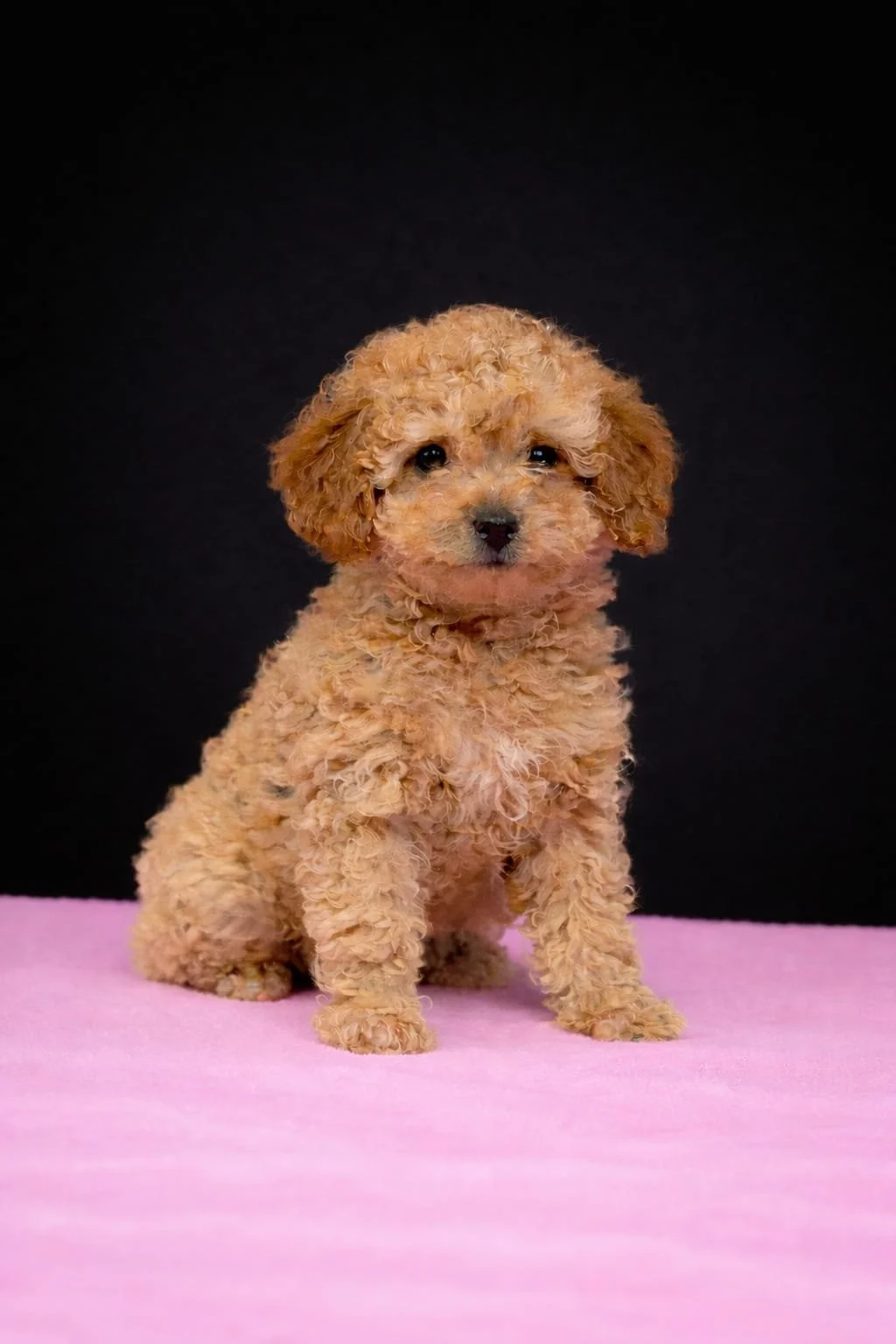 Cane di razza barboncino con pelo riccio color carico seduto su uno sfondo nero con una superficie rosa.