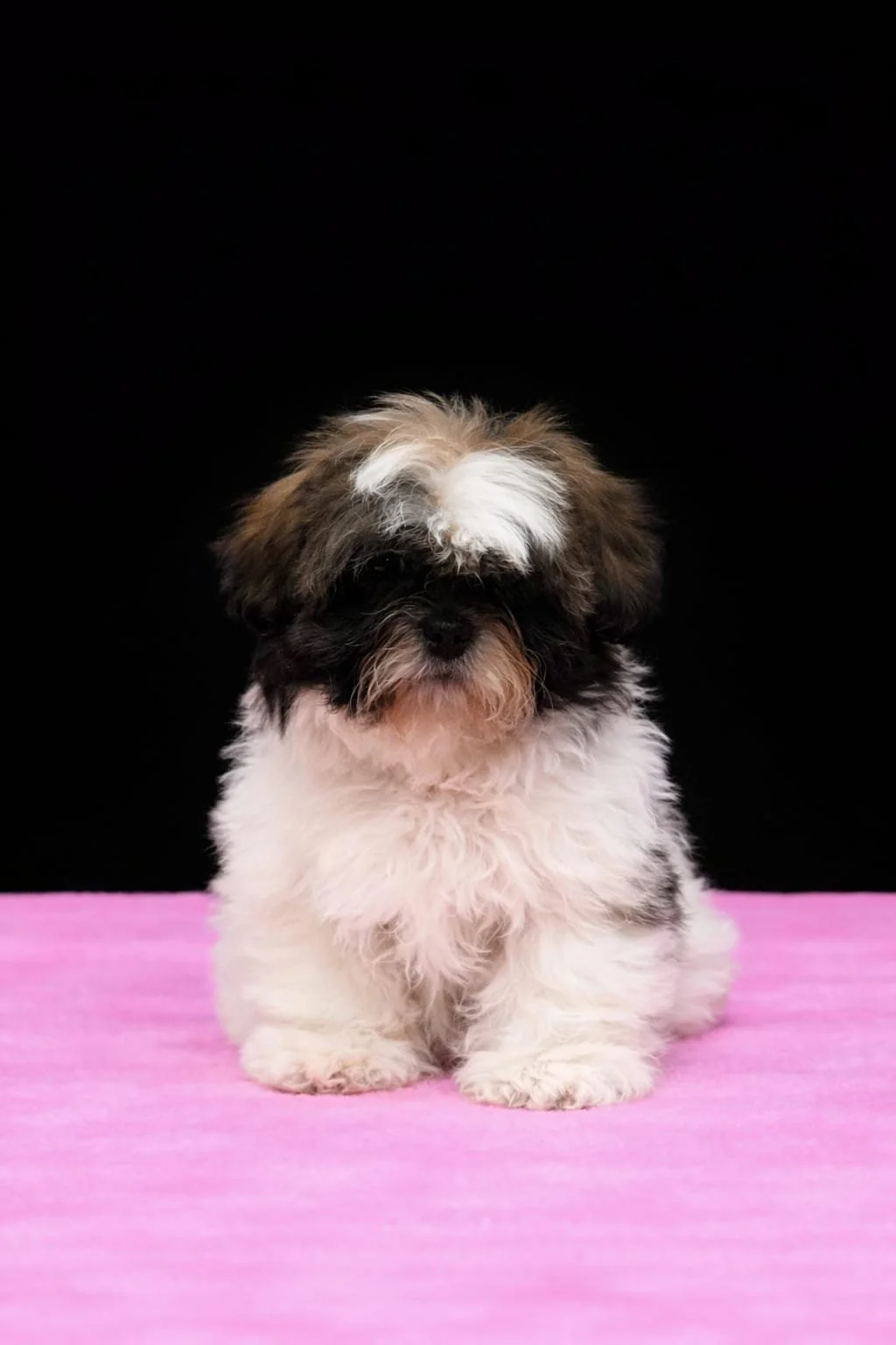 Cucciolo di cane con pelo riccio e tricolore, seduto su una superficie rosa contro uno sfondo nero.