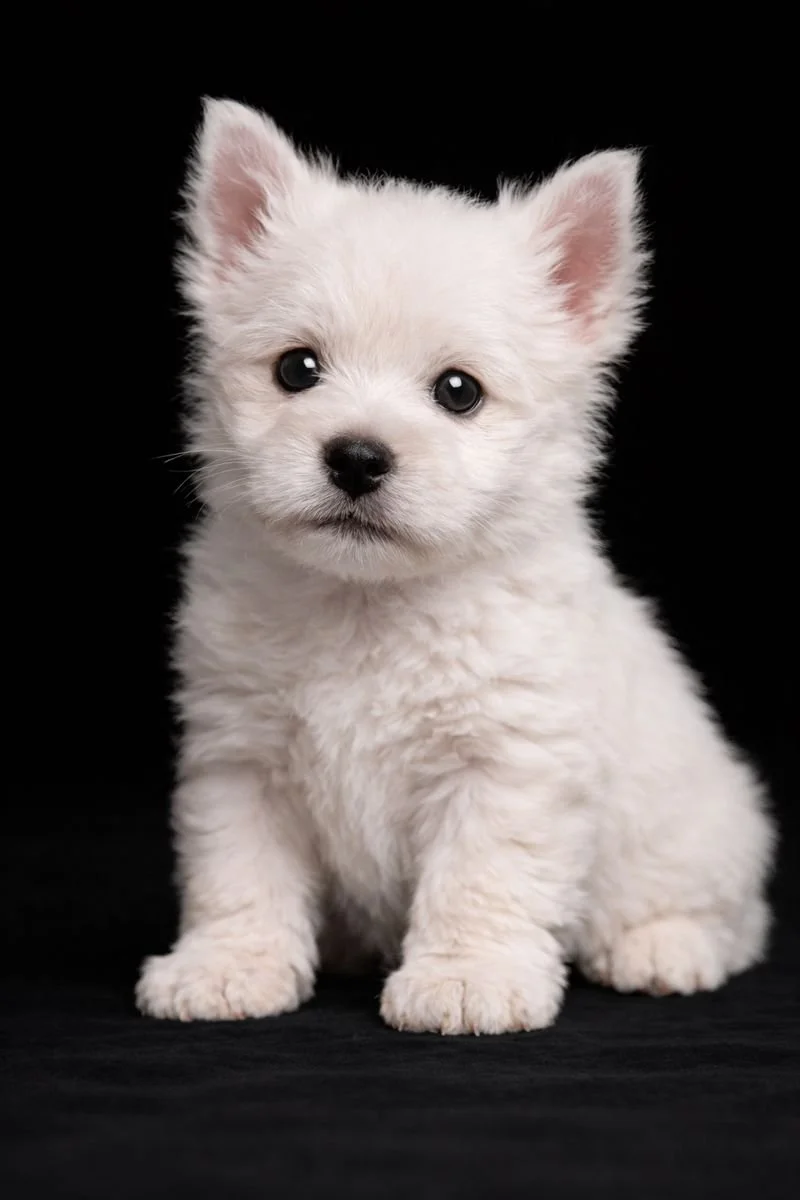 Un cucciolo di cane bianco con pelo morbido e occhi scuri, seduto contro uno sfondo nero.
