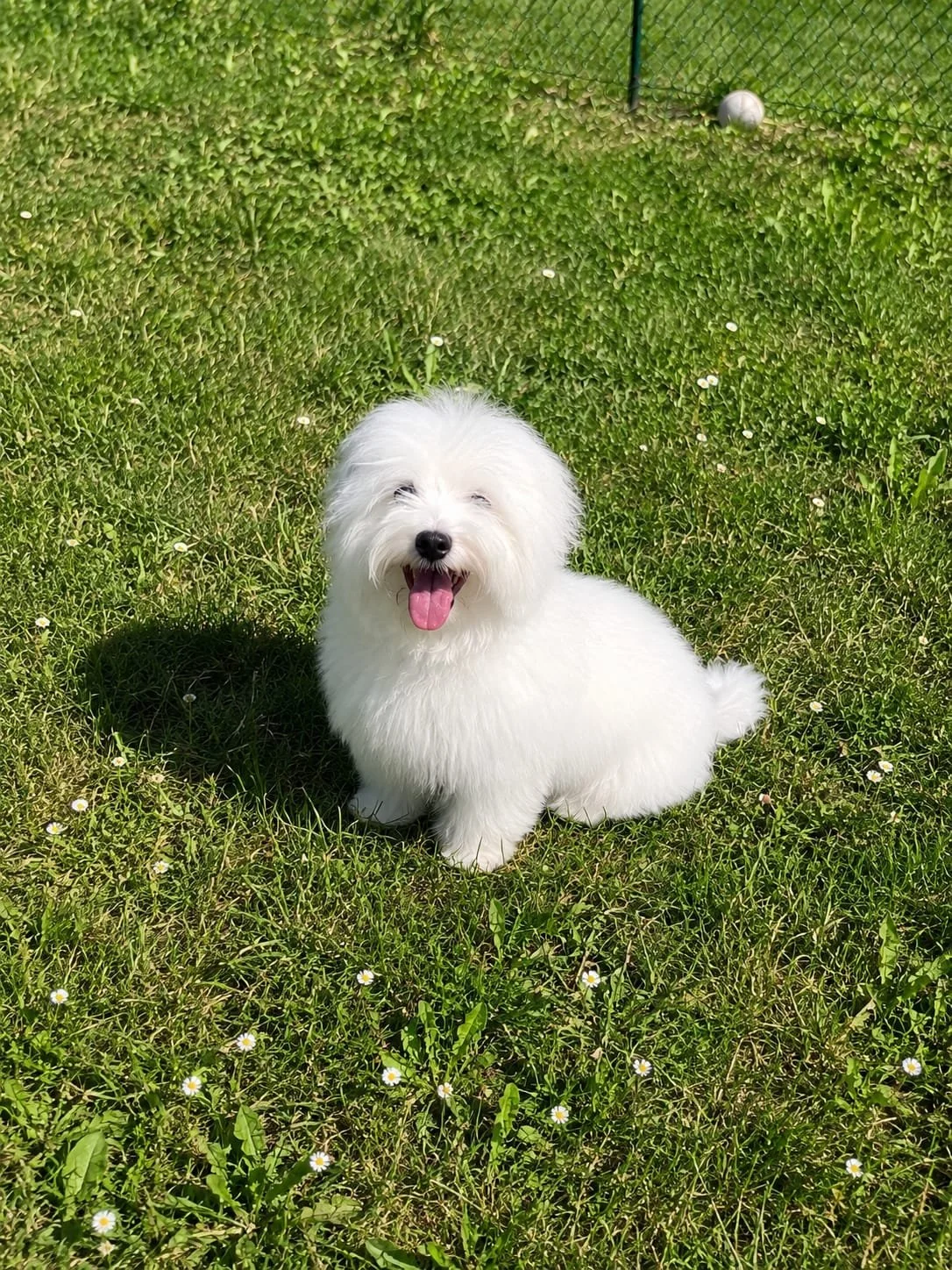 Cagnolino bianco che ridacchia seduto sull'erba verde con margherite, sotto il sole, con rete da giardino sullo sfondo.