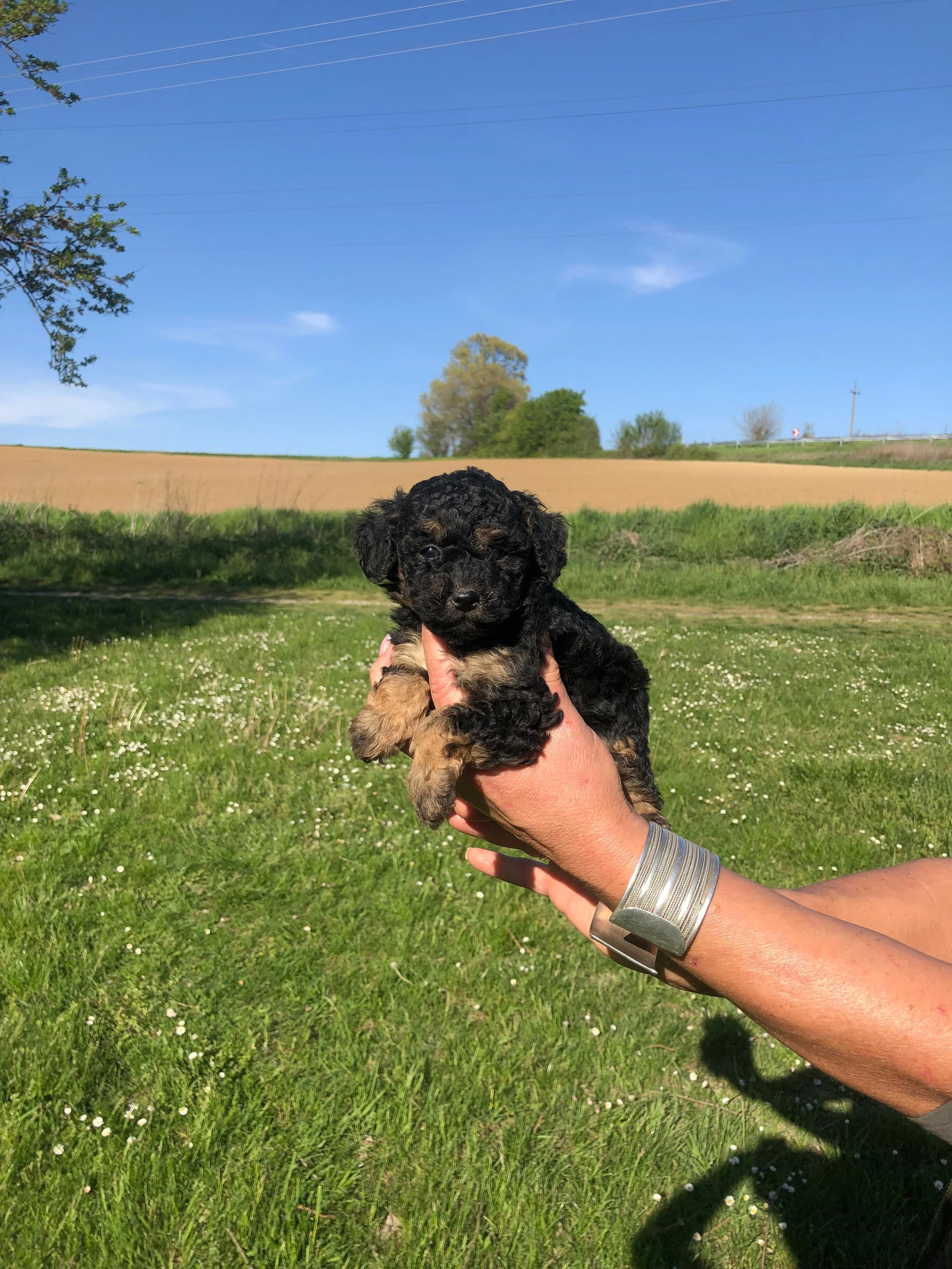 Una persona tiene in mano un cucciolo di cane nero con fossette marroni, con campi verdi e un cielo blu sullo sfondo.