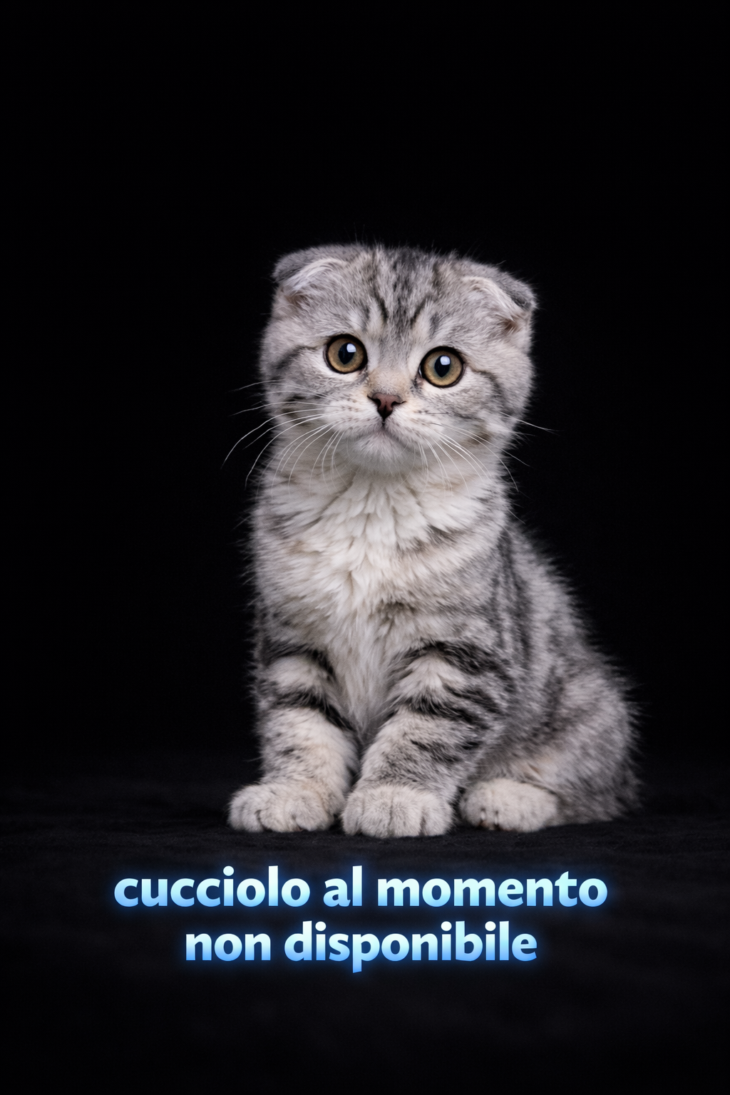 Gatto giovane con pelliccia grigia e bianca seduto su sfondo nero, con testo in italiano che dice "cucciolo al momento non disponibile".