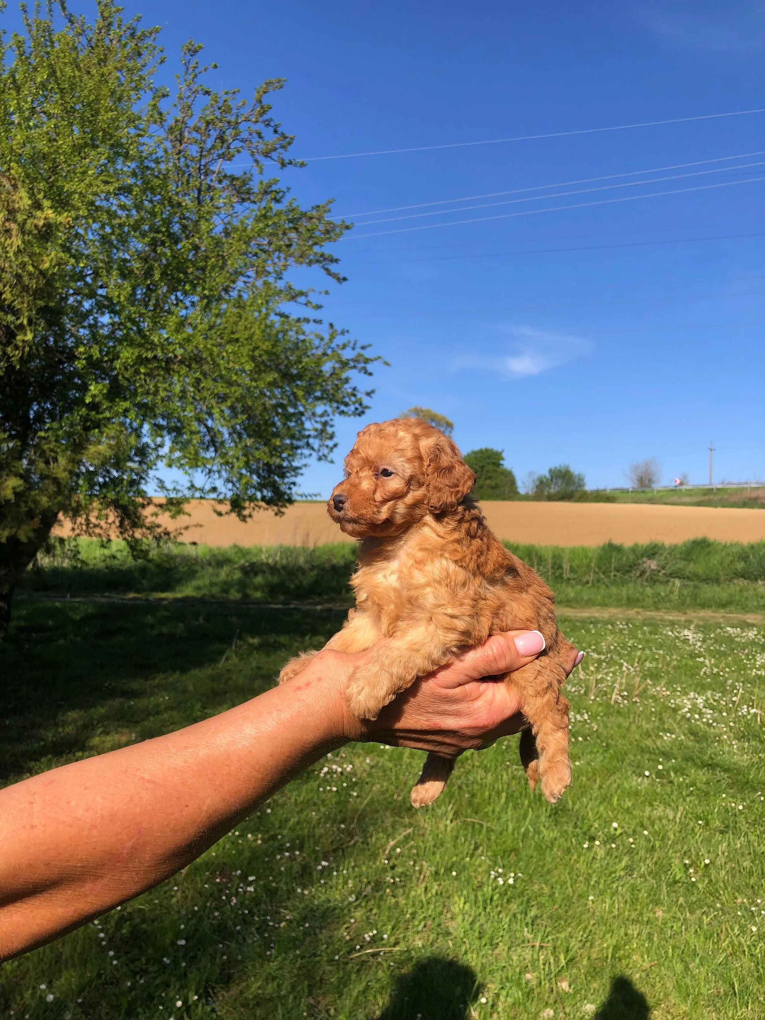 Un cucciolo di cane color miele viene tenuto in mano in un campo verde con alberi, cielo azzurro e linee di potere sullo sfondo.