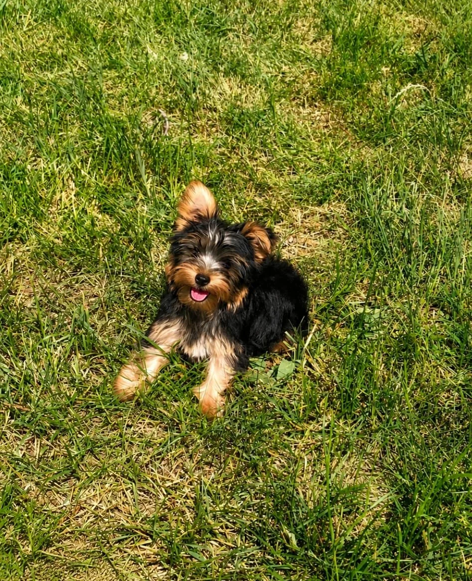 Cucciolo di cane seduto su un campo di erba verde