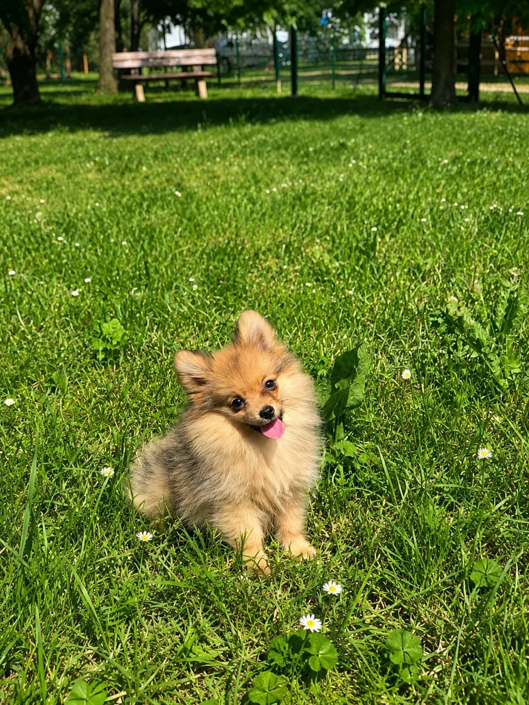 Un cucciolo di cane seduto su un prato verde con piccoli fiori bianchi sotto un cielo soleggiato, con alberi e panchine in background.