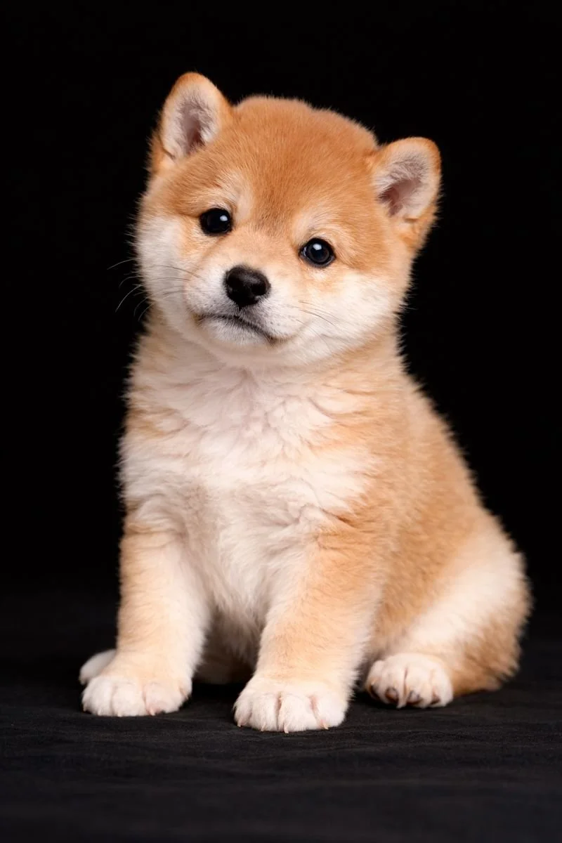 Cucciolo di cane di razza Shiba Inu con pelo color sabbia, occhi scuri e fondo nero.