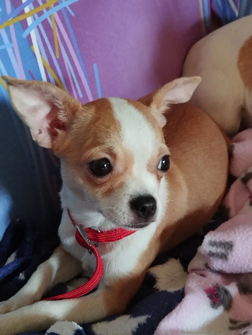 Cagnolino con orecchie grandi e cappotto rosso, che riposa su una coperta.