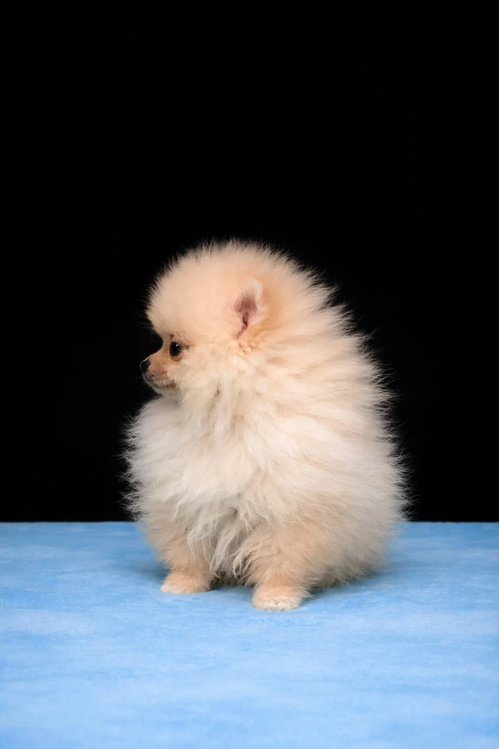 Cucciolo di cane pomerania beige con pelo setoso seduto su uno sfondo nero e superficie blu.