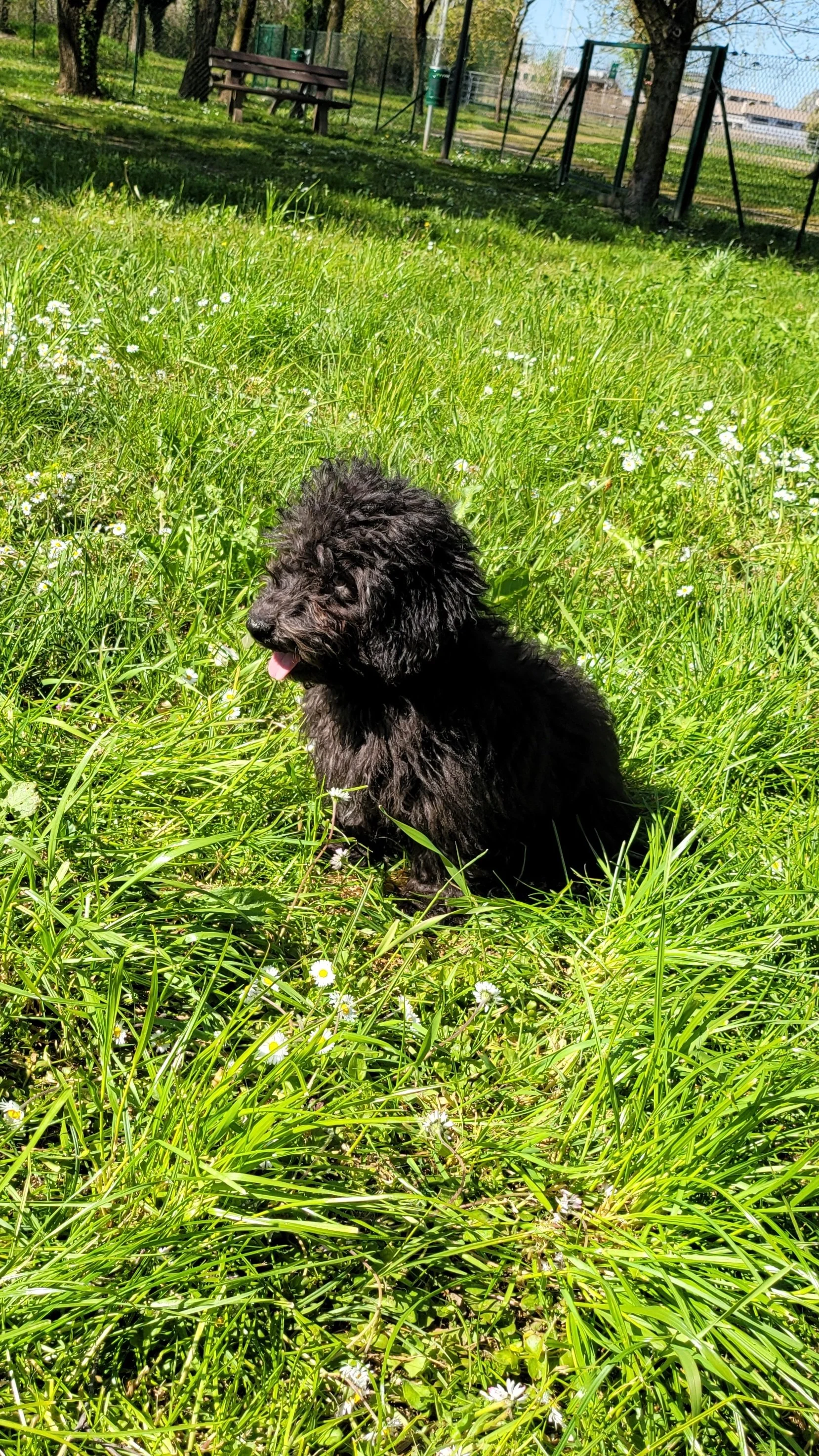 Un cucciolo di cane nero seduto in un prato verde con fiori bianchi, una panchina di legno e una recinzione sullo sfondo in una giornata di sole.