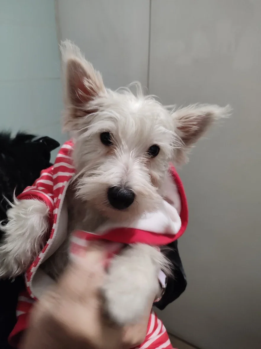 Cucciolo di cane bianco con orecchie grandi, indossa un vestito rosso e bianco a righe.