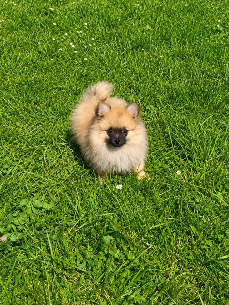 Un cucciolo di cane su un prato verde con fiori bianchi.