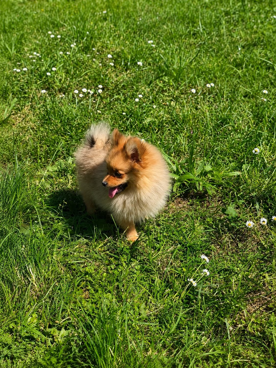 Un piccolo cane felice su un prato verde con fiori bianchi, sotto il sole.