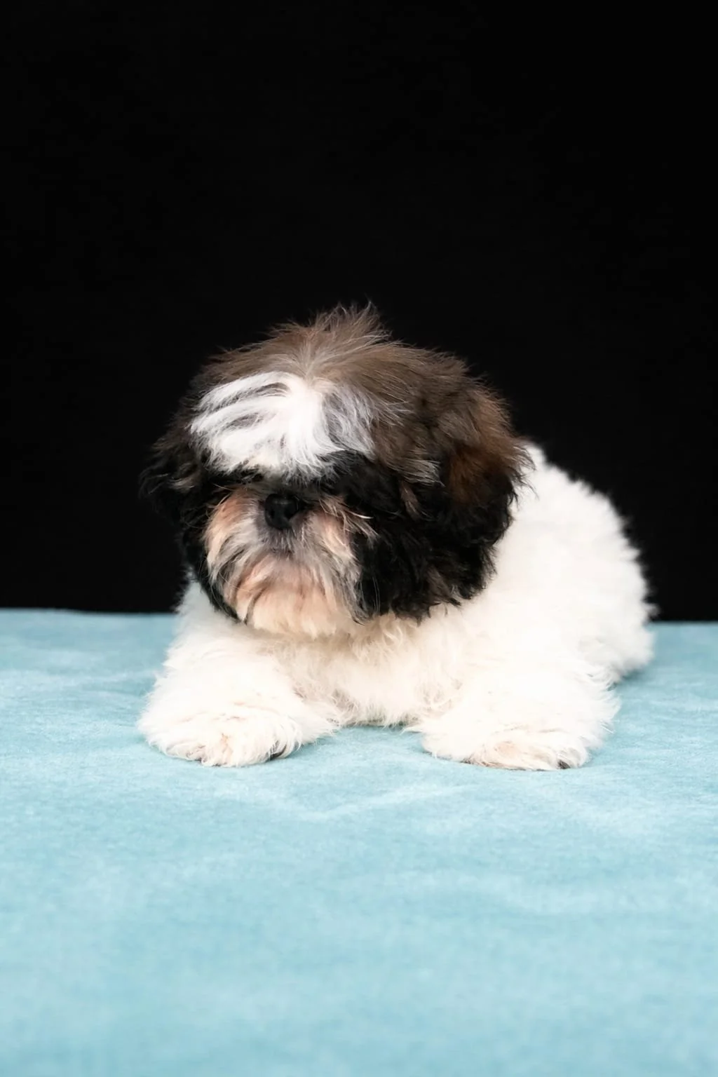 Cucciolo di cane Shih Tzu con pelo bianco, nero e marrone, seduto su un tappetino azzurro davanti a uno sfondo nero.