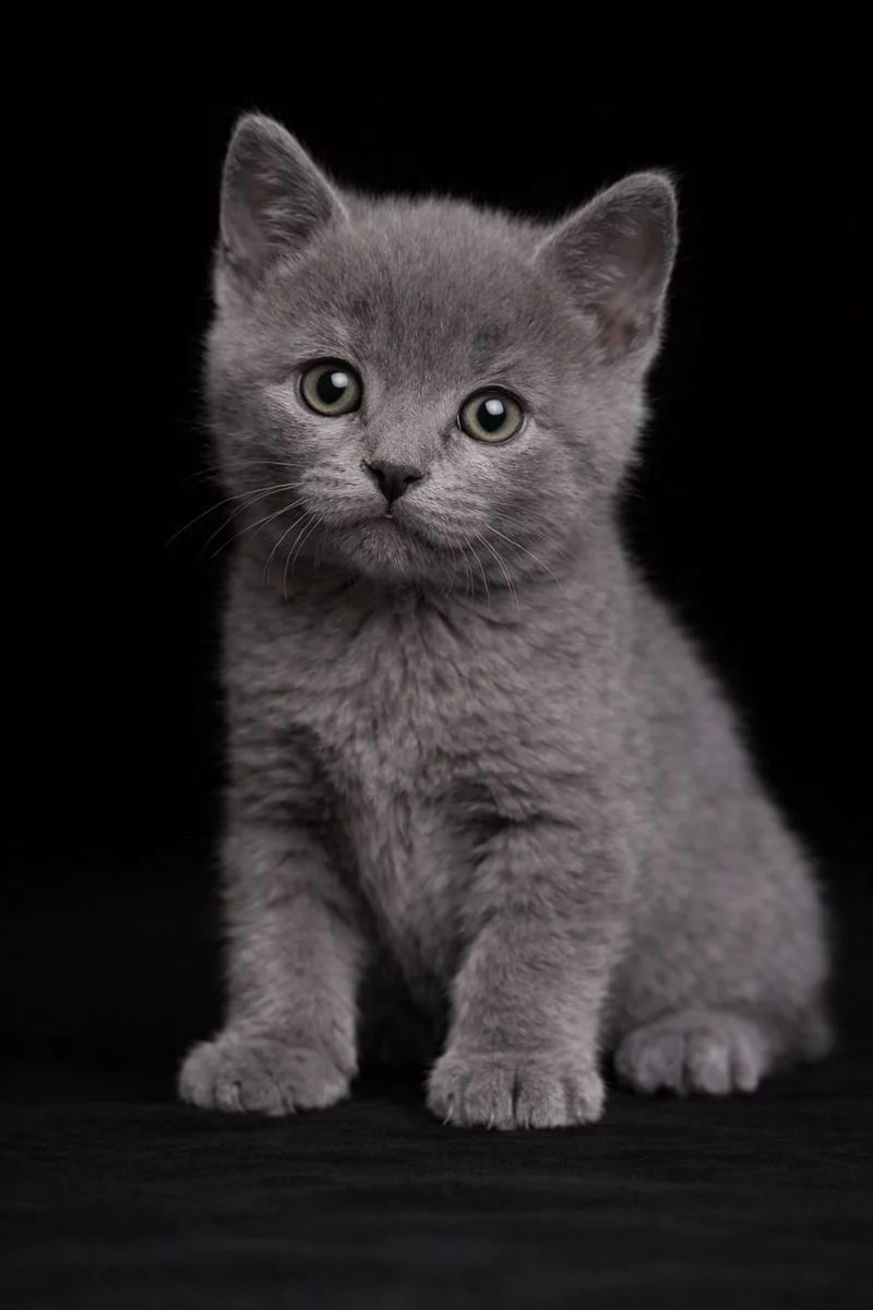 Gattino grigio con occhi grandi su sfondo nero.