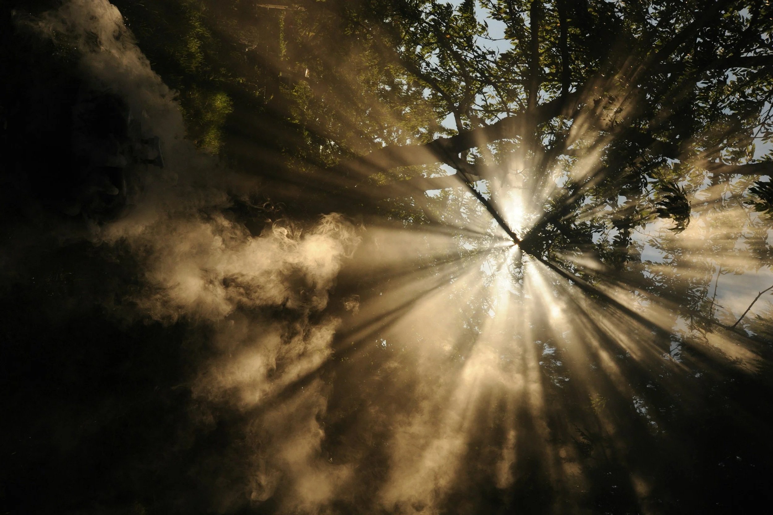 Sun rays shining through the leaves of a tree, creating a golden glow and illuminating the mist or steam in the air.