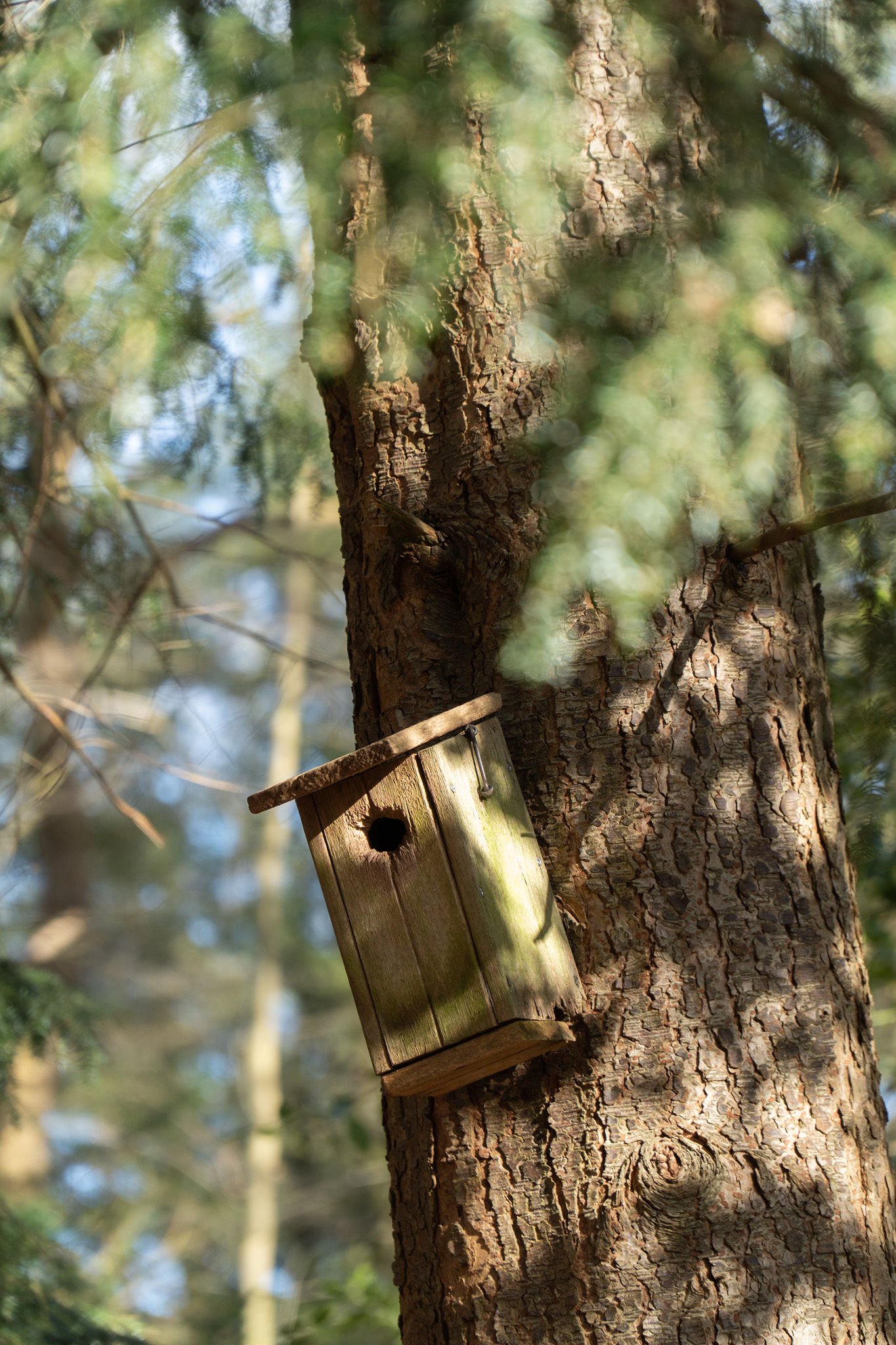 A wooden birdhouse attached to a tree trunk in a forest setting, with blurred greenery and branches in the background.