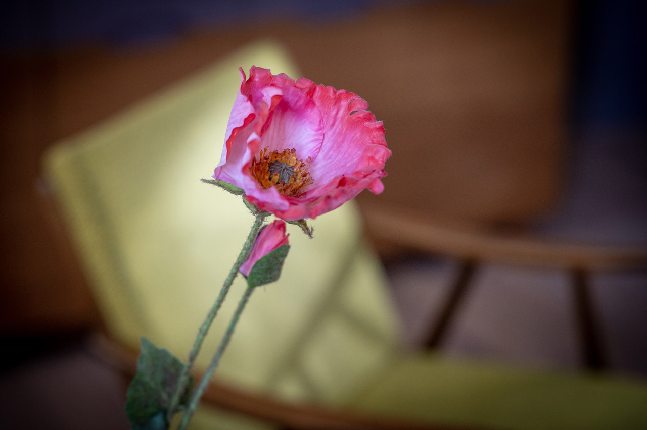 Close-up of a pink poppy flower with visible stamens and pistil, set against a blurred background with a yellow fabric and wooden furniture.