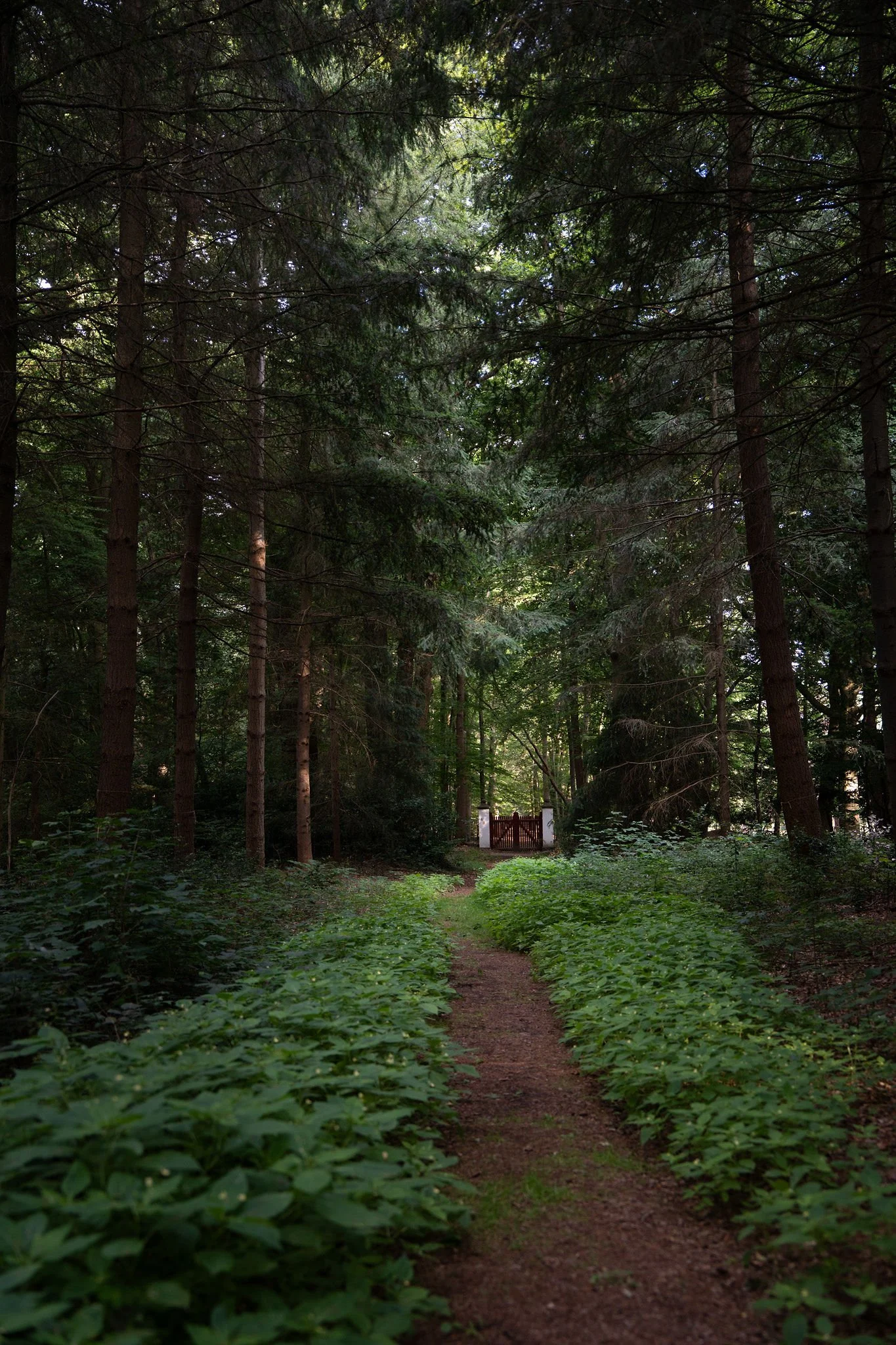 A dirt path through a lush green forest leading to a gate at the end of the trail.