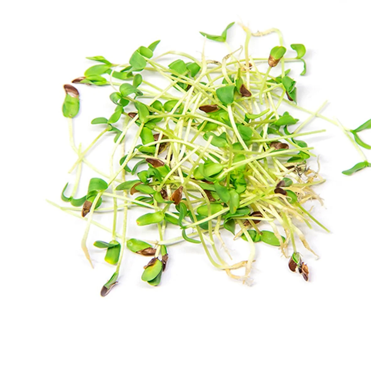 Sprouted sunflower seeds with green cotyledons and brown seed casings on a white background.