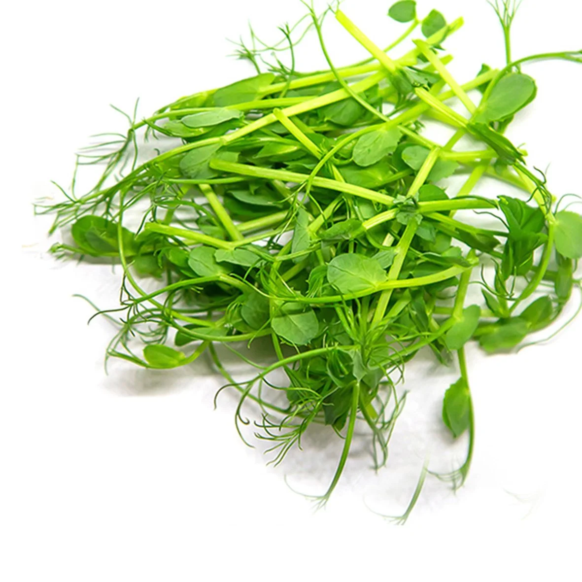 A bunch of fresh green microgreens on a white background.