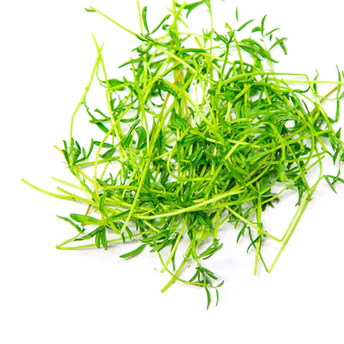 Fresh green microgreens with thin stems and small leaves on a white background.