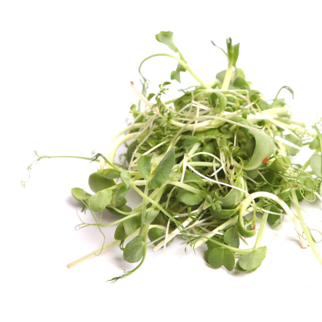 Fresh microgreens on a white background