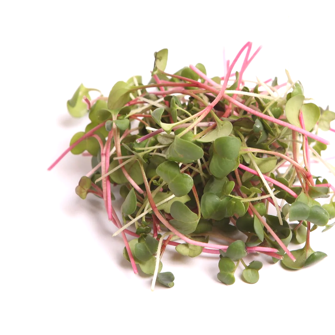 A bunch of fresh microgreens with green leaves and pink stems on a white background.