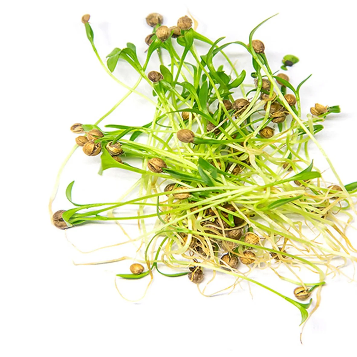 Sprouted green beans with small brown seeds on white background.