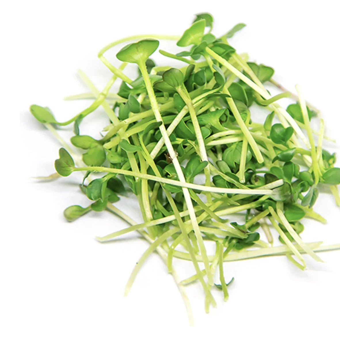 Pile of fresh microgreens with small green leaves and stems.