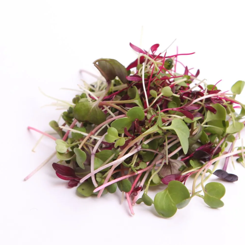 Mixed microgreens on a white background.