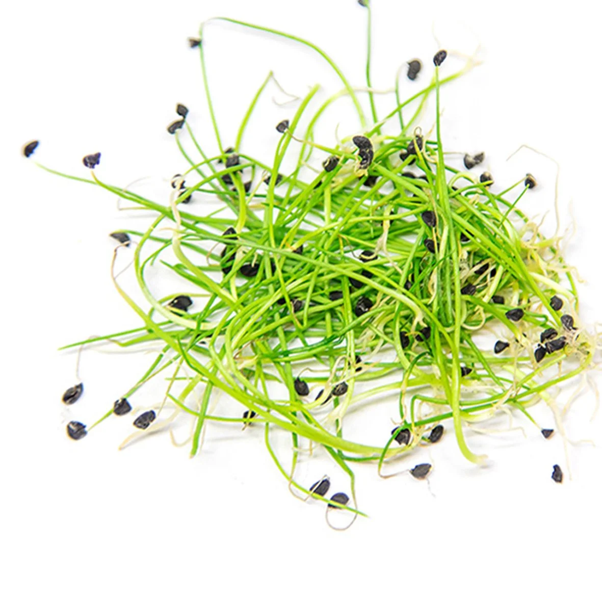 Sprouts with small black seeds on a white background.