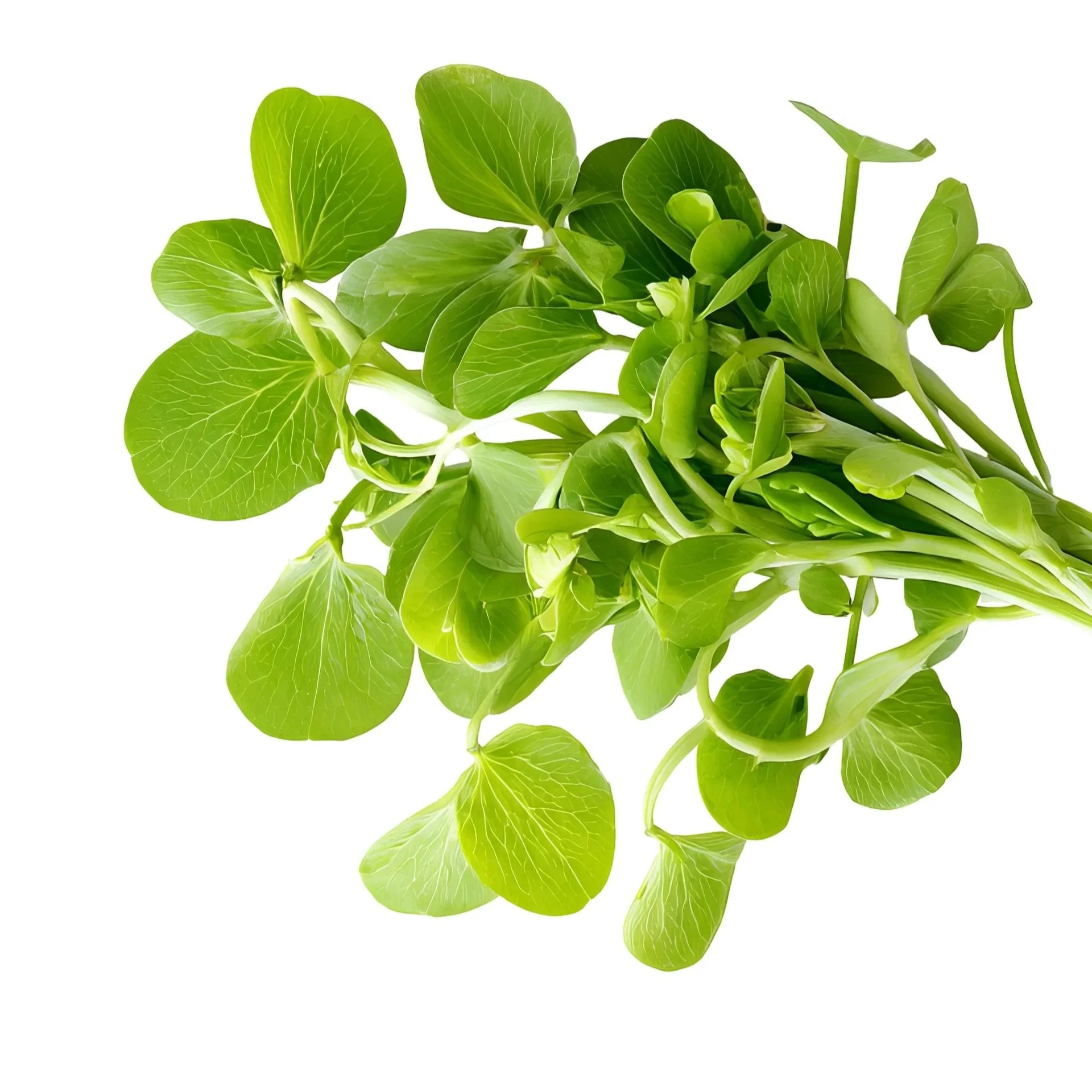Fresh sunflower sprouted sunflower seeds on white background.