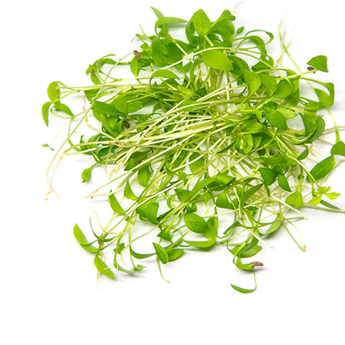 Fresh microgreens with green leaves and white stems on white background.