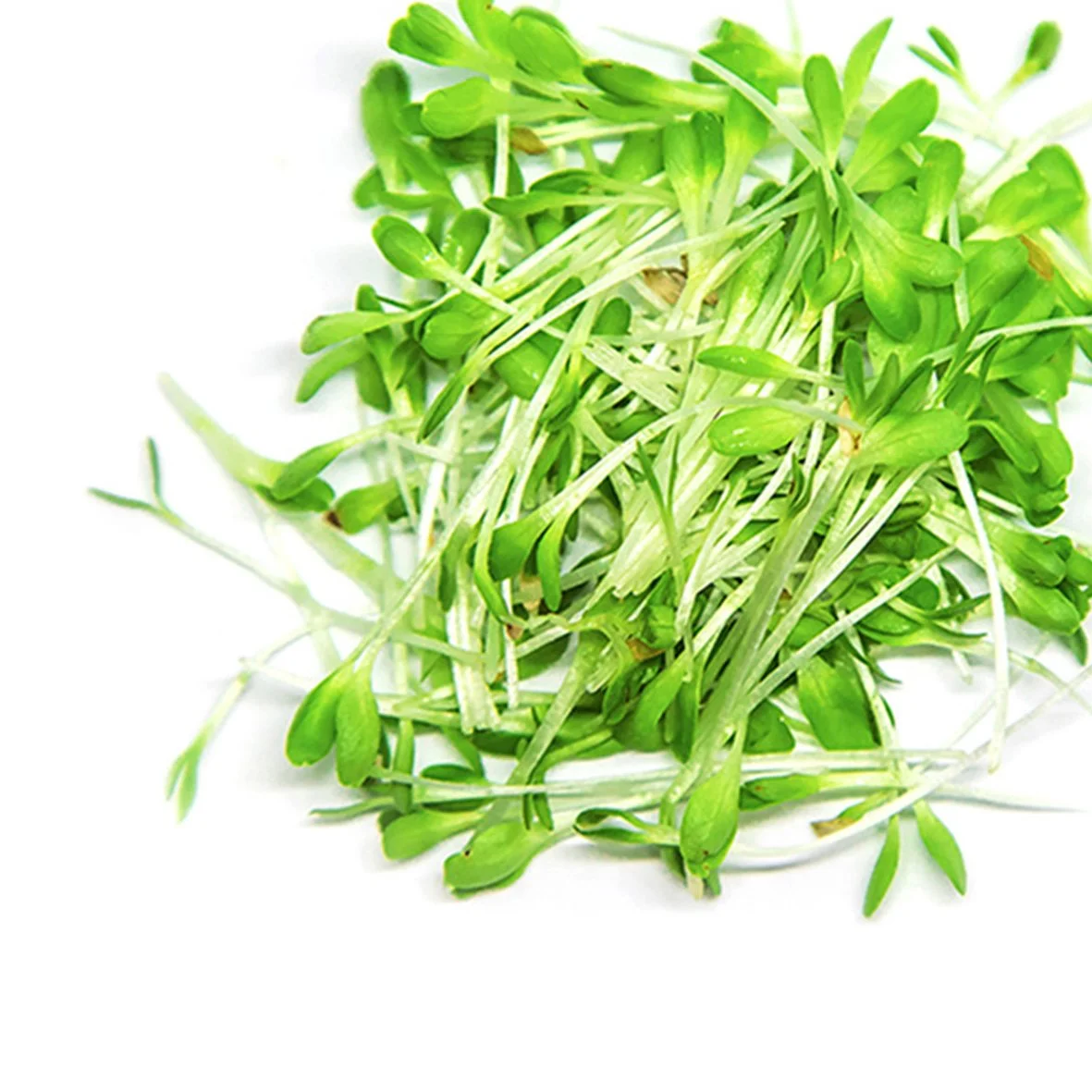 Fresh microgreens on a white background.