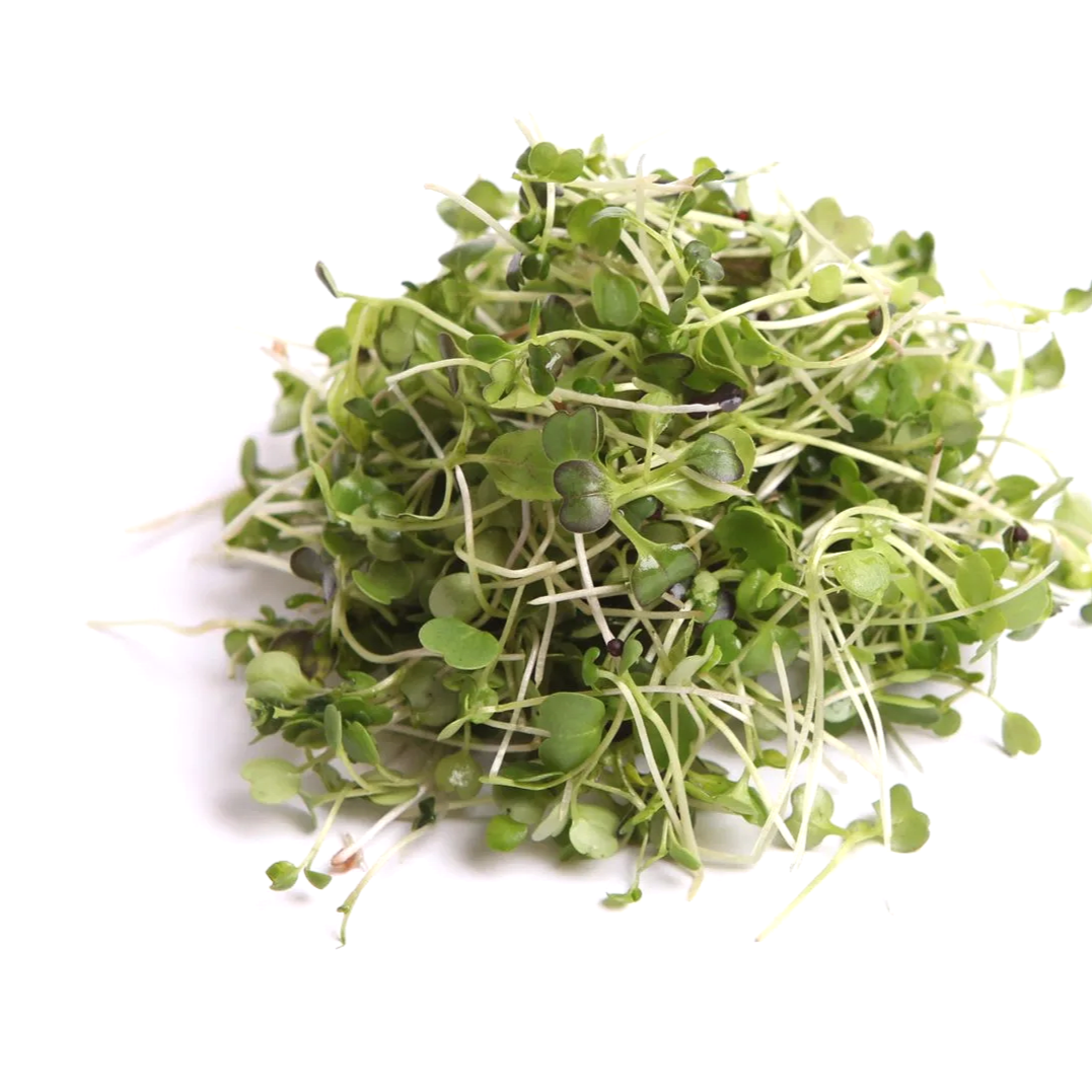 Fresh alfalfa sprouts on a white background.