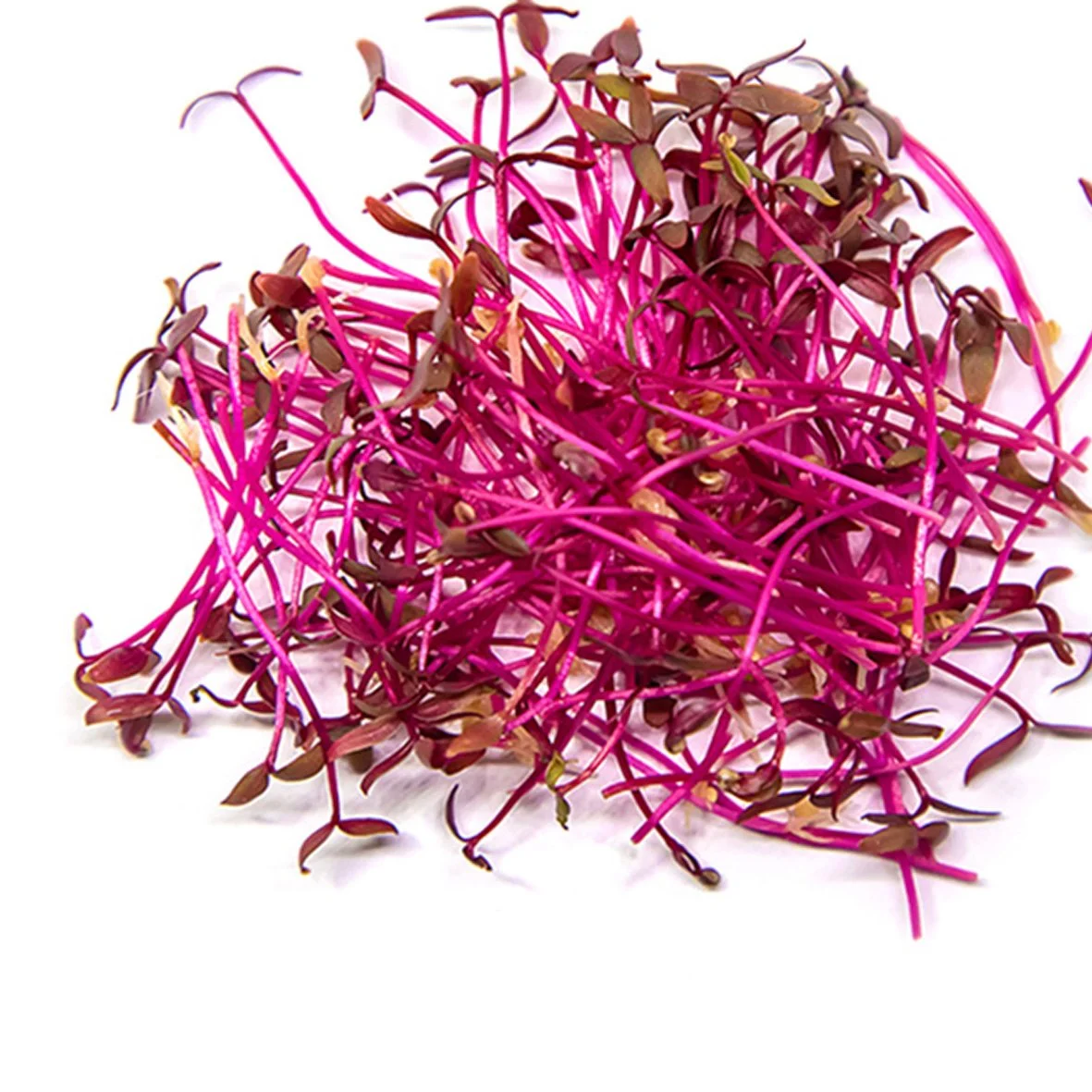 A bunch of pink radish sprouts with small green leaves on white background.
