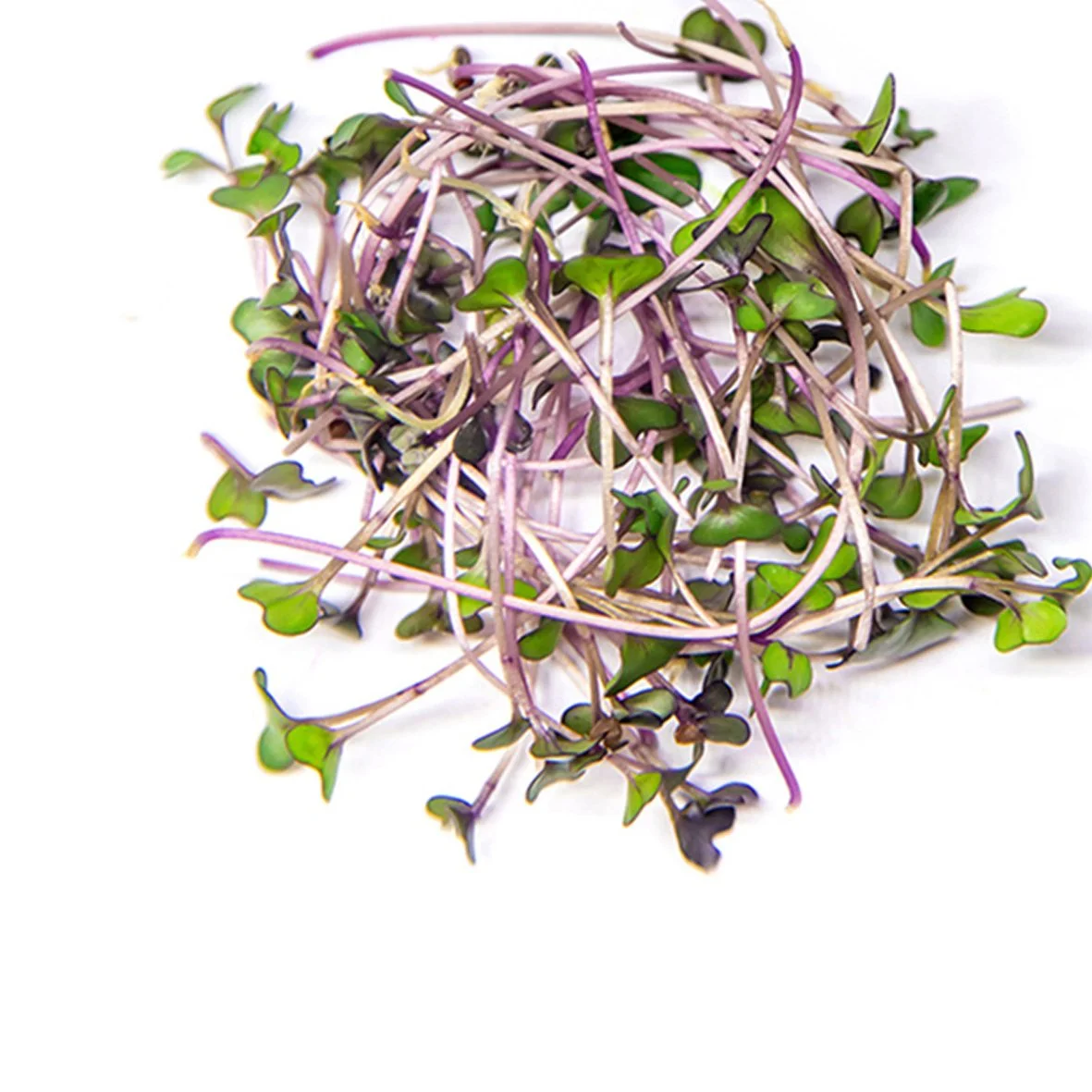 A handful of microgreens with thin stems and small green leaves on a white background.