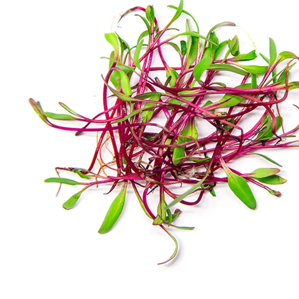 A cluster of fresh red and green microgreens with elongated leaves and thin stems