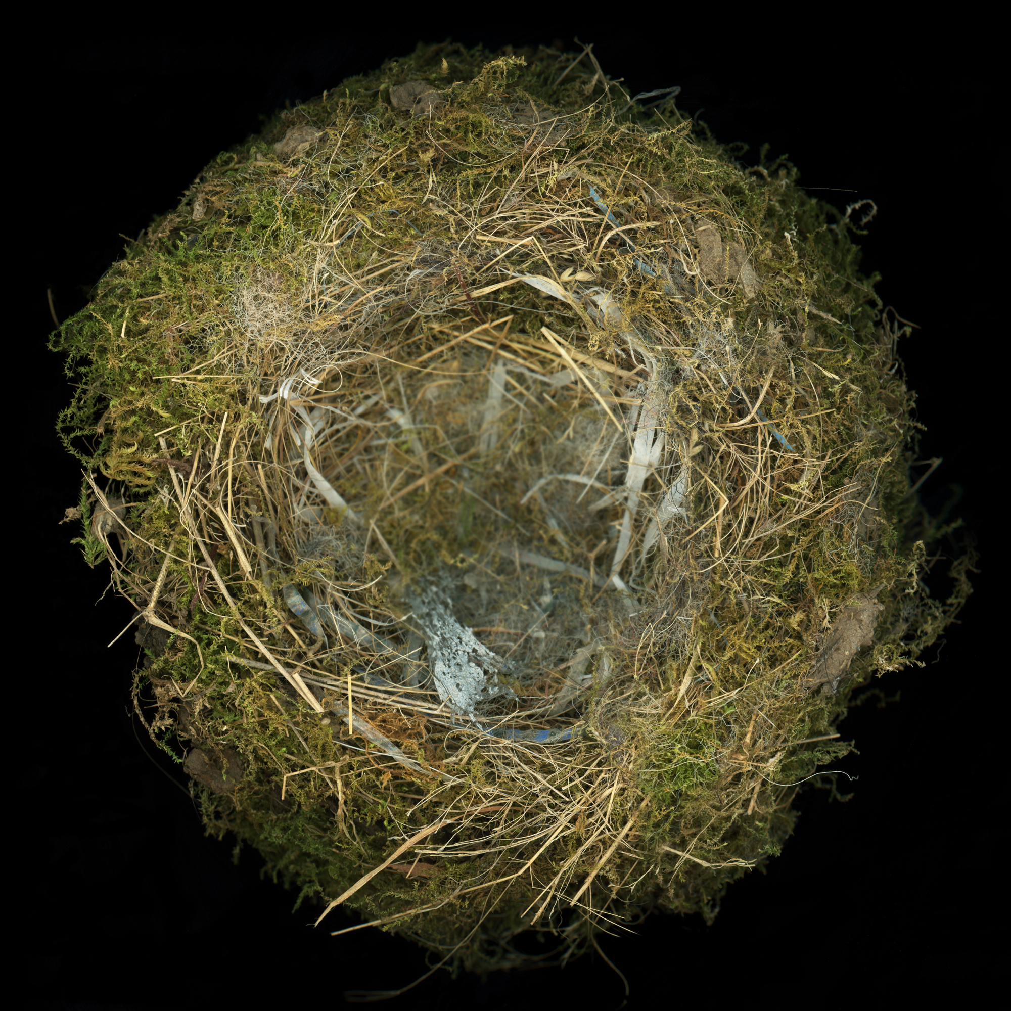 Eastern Pheobe Nest by Jed Tamarkin for Of Frame and Fallow.png