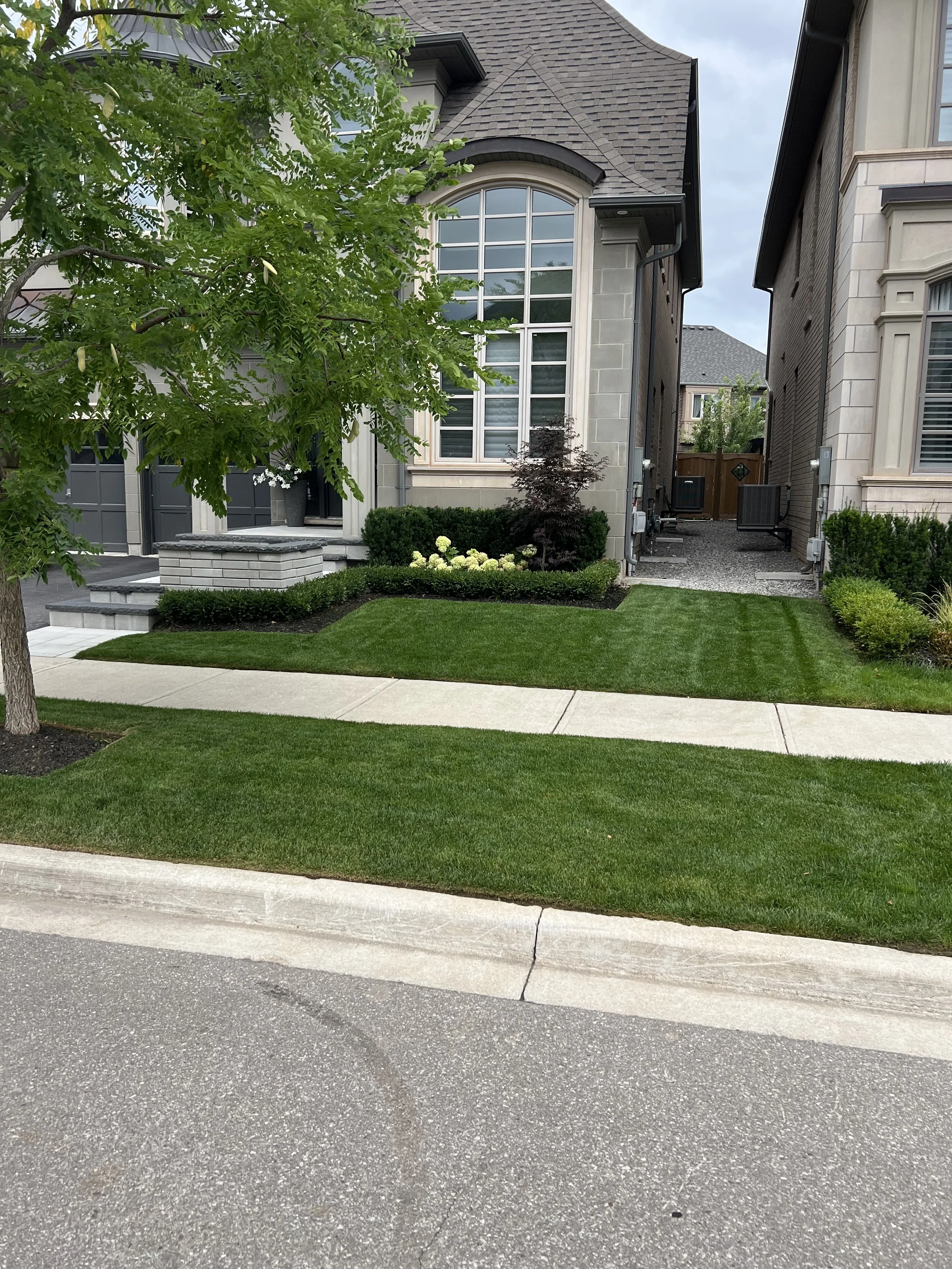 Front yard of a modern house with a well-maintained lawn, sidewalk, and trees.
